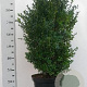 Buxus sempervirens 60-80 cm 10L
