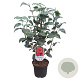 Camellia ret. 'Mary Williams' 40-50 cm 3,0L
