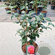 Camellia ret. 'Mary Williams' 40-50 cm 5,0L