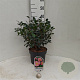 Camellia sas. 'Cleopatra' 50-60 cm 5,0L