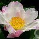Camellia sas. 'Hana-jiman' 175-200 cm 35L meerjarig