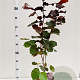 Corylus m. 'Purpurea' 60-80 cm 5,0L