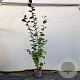 Corylus m. 'Purpurea' 150-175 cm 10L