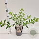 Exochorda racem. 'Niagara' 30-40 cm 2,5L