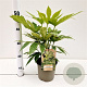 Fatsia japonica 'Spider's Web' 20-25 cm 2,0L