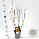 Forsythia int. 'Spectabilis' 40-50 cm 2,5L