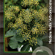 Hedera hel. 'Arborescens' 30-40 cm 2,0L