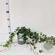 Hedera hel. 'Miniature Needlepoint' 40-60 cm 2,5L