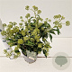 Hedera hel. 'Zorgvlied' 20-30 cm 2,5L
