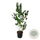 Heptacodium miconioides 150-175 cm 30L extra