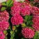 Hydrangea m. 'Alpenglühen' 60-80 cm 10L