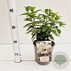 Hydrangea pan. Bobo 25-30 cm 2,5L