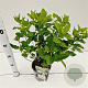 Hydrangea pan. Dart's Little Dot 25-30 cm 2,5L
