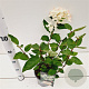 Hydrangea pan. 'Grandiflora' 30-40 cm 2,5L