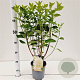 Hydrangea pan. 'Limelight' 40-50 cm 2,5L