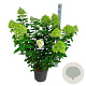 Hydrangea pan. 'Limelight' 60-80 cm 15L