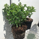 Hydrangea pan. Little Lime 3,0L