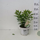 Hydrangea pan. Little Lime 3,0L