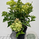 Hydrangea pan. Little Lime 3,0L