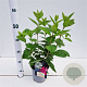 Hydrangea pan. 'Pink Diamond' 30-40 cm 2,5L