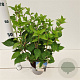 Hydrangea pan. 'Polar Bear' 30-40 cm 2,5L