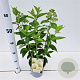 Hydrangea pan. Skyfall 30-40 cm 2,5L