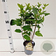 Hydrangea pan. 'Unique' 30-40 cm 2,5L