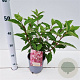 Hydrangea pan. Vanille-Fraise 30-40 cm 2,5L