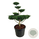 Ilex crenata 'Green Lustre' 100-125 cm cont. 90L bonsai