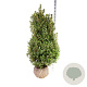 Ilex meserv. 'Heckenstar' 125-150 cm met kluit extra