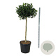 Ilex 'Nellie R. Stevens' 120 cm stam cont. 90L extra