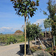 Magnolia grandiflora 14-16 HO cont. 90L