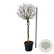 Magnolia stellata 120 cm stam cont. 55L extra