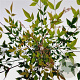 Nandina domestica 40-50 cm 2,5L