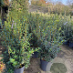 Osmanthus burkwoodii 50-60 cm 10L