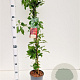 Parthenocissus quinq.engelmannii 70-80 cm 2,5L