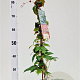 Parthenocissus tr. 'Veitchii' 70-80 cm 2,5L