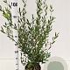 Phillyrea angustifolia 60-80 cm 4,5L