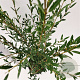 Phillyrea angustifolia 60-80 cm 4,5L