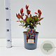 Photinia fraseri 'Little Red Robin' 20-30 cm 2,5L
