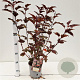 Physocarpus opulif. Lady in Red 30-40 cm 2,5L