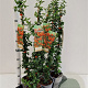 Pyracantha 'Orange Glow' 70-80 cm 2,5L