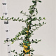 Pyracantha 'Soleil d'Or' 70-80 cm 2,5L
