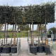 Quercus ilex 20-25 HO container lei 150x150