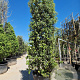 Quercus ilex 250-300 cm container meerstammig