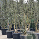 Quercus suber 250-300 cm cont. 130L meerstammig