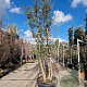 Quercus suber 250-300 cm cont. 130L meerstammig