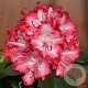 Rhododendron 'Grifie' 60-70 cm 20L