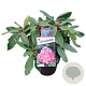 Rhododendron Anastasia 30-40 cm 5,0L struik