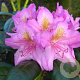 Rhododendron 'Delta' 50-60 cm 10L